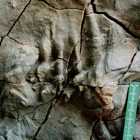 Una huella de pterosaurio descubierto en Asturias en 1989. JOSÉ CARLOS GARCÍA