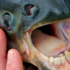 Así es la peligrosa boca del pez 'muerde-testículos'.