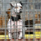 El cementerio acogerá los restos de perros, pero también de cualquier tipo de mascotas.