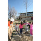 Momento en el que los niños plantan un árbol junto a la monitora