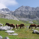Varios caballos pastan en la Vega de Liordes, en Picos de Europa. RUBÉN GONZÁLEZ
