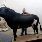 Vista de la talla de 1,50 metros de altura y 2,20 de largo del toro Ratón, disecado por el taxidermista Jose Manuel Ros con gesto desafiante, que perpetuará desde hoy la leyenda de un astado famoso por su bravura y tachado de "sanguinario" (tres muertos e