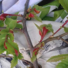 Agallas de avispilla en una muestra de un castaño del Bierzo. DL