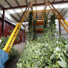 Procesado de lúpulo en una planta. MARCIANO PÉREZ