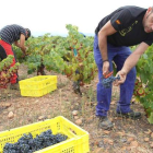 Un grupo de vendimiadores durante la campaña que acaba de cerrarse en la comarca del Bierzo con una baja producción.