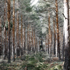 El 67% de toda la superficie forestal española está en manos de particulares. MARCIANO PÉREZ