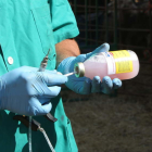 Un veterinario manipula un producto de tratamiento de animales.