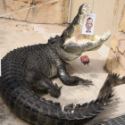 darwin crocodile park