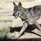 Picos es el único parque nacional donde se cazan lobos. e. margareto