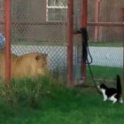 Noey y Baggy, separados por una valla.