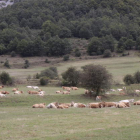 Reses pastan en los montes del municipio de Maraña. CAMPOS