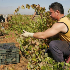 Trabajadores extranjeros durante la recogida de la uva en Pajares de los Oteros.
