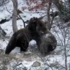Dos ejemplares jóvenes de oso pardo juegan en la nieve tras la hibernación en el Pirineo.