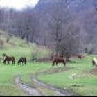 Un grupo de yeguas pasta en los montes de Verrunde