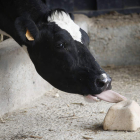 Las granjas afectadas soportan los gastos sin disponer de los ingresos de la leche. JESÚS F. SALVADORES