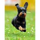 Un perro, en la carrera canina de Itzehoer Dachshund.