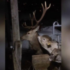 Captura del vídeo donde se ve una ternera lamiéndole la oreja al ciervo.