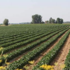 Imagen de archivo de una superficie cultivada en la zona de la Vega del Esla.