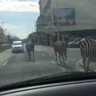 Tres cebras perdidas en las calles de Bruselas.