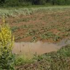 Las lluvias tormentosas han dejado afectados muchos cultivos