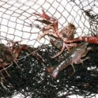 Cangrejos rojos de las marismas recién capturados