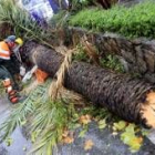 Un operario del Ayuntamiento de Algeciras recoge un árbol derrumbado