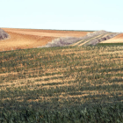 Cultivos en Tierra de Campos afectados por la sequía de este año. MARCIANO