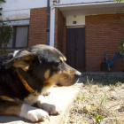 El perro de los fallecidos pasó el día junto a la puerta de la vivienda en la que se produjo la tragecia.