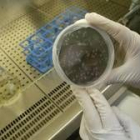 El investigador Octavio Rivero sujeta en el laboratorio unas muestras de tuberculosis