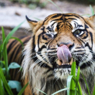 Un tigre, en el zoo de Barcelona.