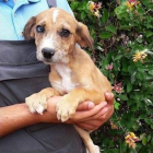 Un cachorro de la perrera de la Diputación que va a ser sacrificado si en 20 días no lo adoptan. DL