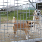 El albergue de perros de Ponferrada ya no tiene más espacio para acoger animales. LUIS DE LA MATA
