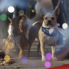 Los perros de la protectora corrieron la ‘Sanperrestre’ engalanados.  JAVIER LIZÓN