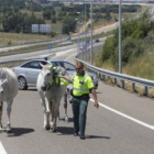 Agentes de la Guardia Civil de Tráfico retiran tres caballos de la LE-30.