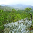 Vista parcial del pinar de Tabuyo del Monte en una imagen de archivo