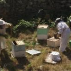 La persecución legal a las colmenas sin ningún reconocimiento cada vez es más fuerte en la comarca