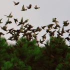 Un grupo de estorninos, en el parque del Plantío de Ponferrada. ANA F. BARREDO