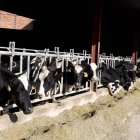 La Lonja Agropecuaria de León confirma la caída de la leche de vacuno en enero.