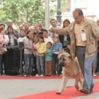 Un hombre peina a uno de los ejemplares en plena competición