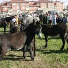 Más de cien animales, entre caballos, yeguas y burros, participan en el encuentro de Mansilla