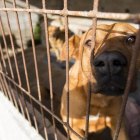 Uno de los perros acogidos en la Protectora de Animales de León.