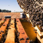 La apicultura trashumante no está todavía muy extendida en León. ADRIÁN ARIAS