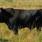 El ejemplar Manolo Uno, un toro resultante de los cruces del proyecto científico para revivir el uro. El pelaje y el tamaño se acercan al progenitor salvaje, pero todavía no los cuernos.