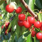 En la comarca hay 35 productores y tres empresas adscritas a la Marca de Garantía Cereza del Bierzo. L. DE LA MATA