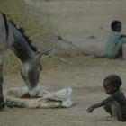 Un burro come ante la atenta mirada de un pequeño refugiado sudanés