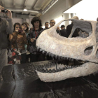 Presentación de los restos fósiles de la pieza más relevante y esperada del dinosaurio más grande de Europa.