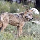 Reclaman protección para la especie, que en León es cinegética, en todo el territorio nacional
