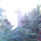 Plantación de marihuana intervenida en Flores del Sil. DL