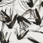 Ejemplares del mosquito Aedes, transmisor del virus del zika.