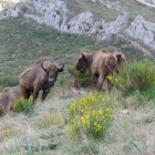 Los animales se han aclimatado perfectamente a las condiciones de Riaño. CAMPOS
